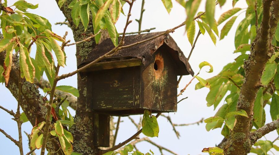 Vogelhäuschen im Hausgarten